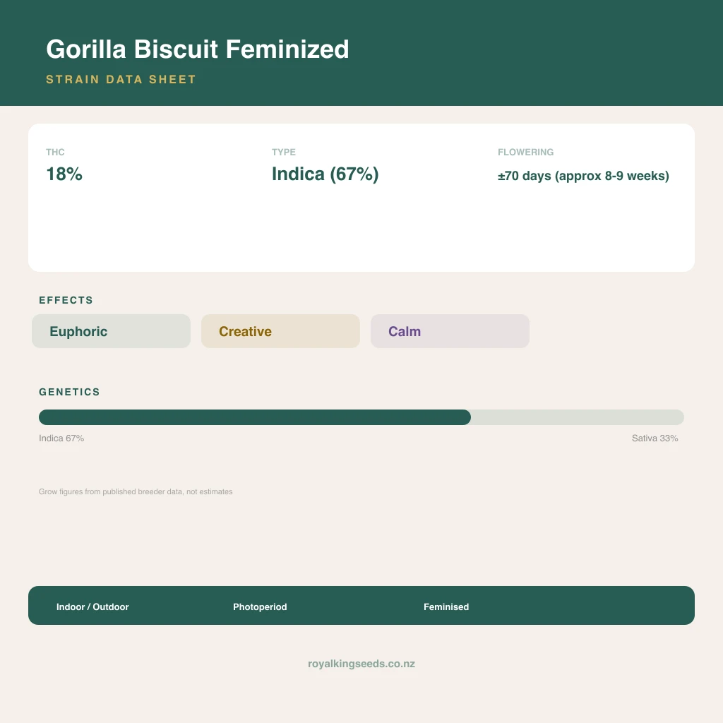 Gorilla Biscuit 67% indica / 33% sativa flower with visible trichomes