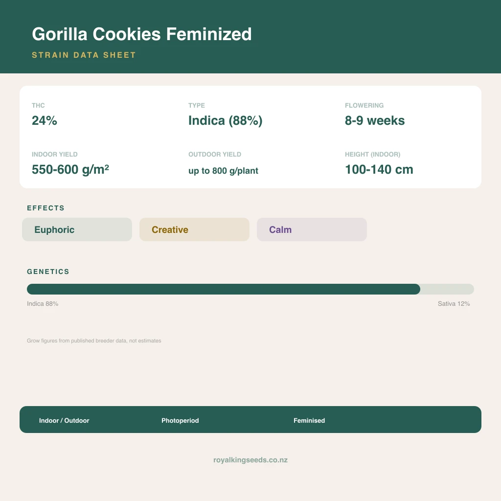 Gorilla Cookies 88% indica / 12% sativa flower with visible trichomes