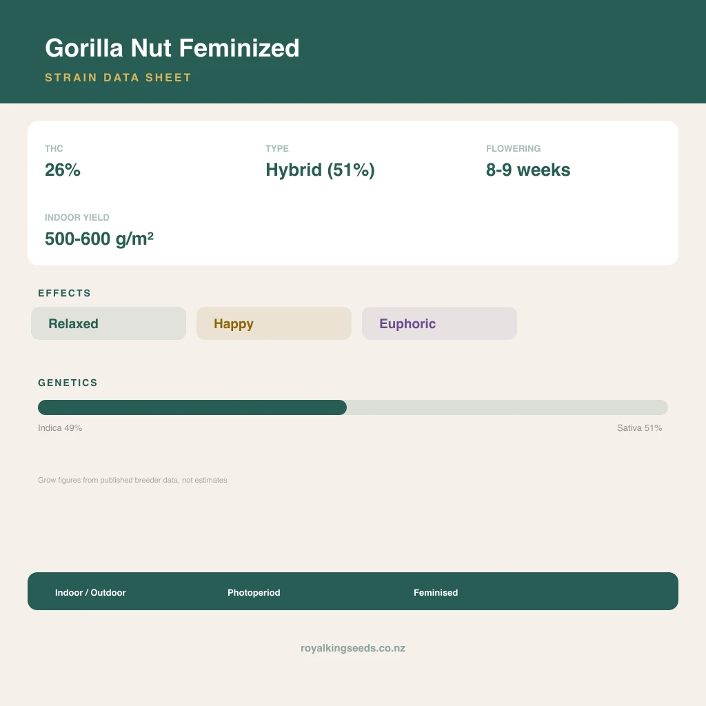 Gorilla Nut 49% indica / 51% sativa flower with visible trichomes