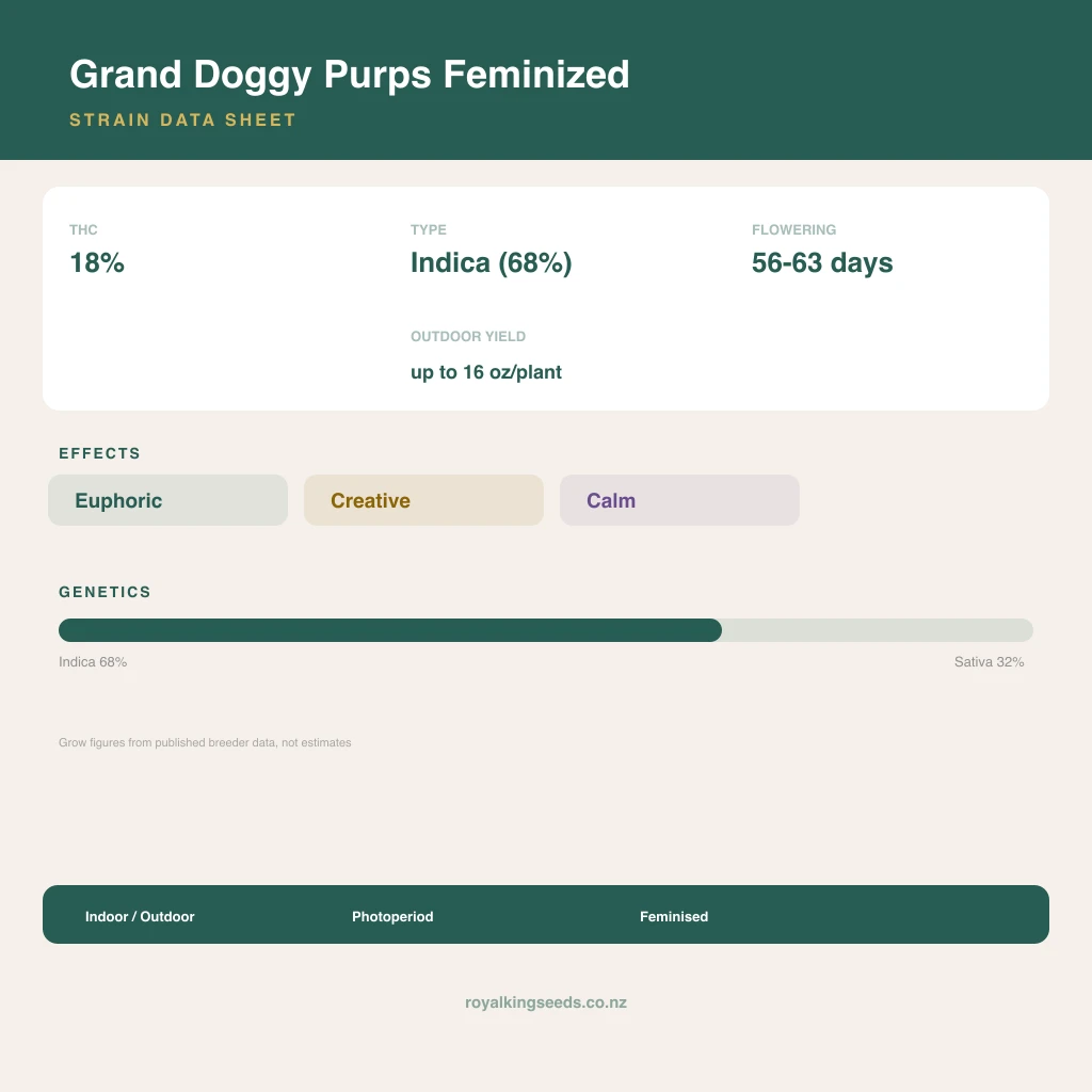Grand Doggy Purps 68% indica / 32% sativa flower with visible trichomes