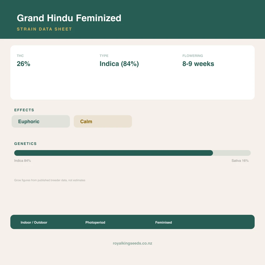 Grand Hindu 84% indica / 16% sativa flower with visible trichomes