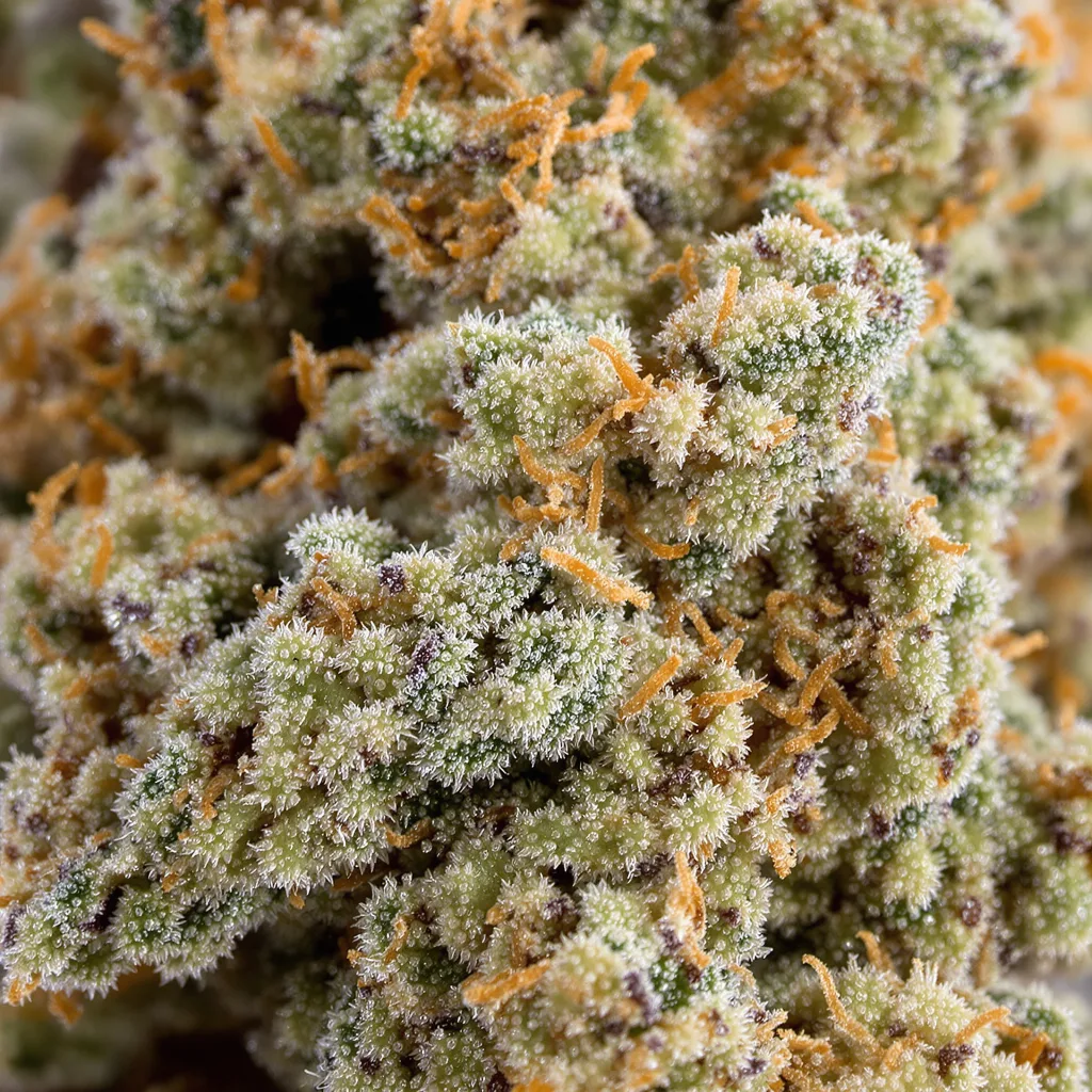 Grandmas Sugar Cookies cannabis bud close-up showing balanced bud structure with frosted trichomes
