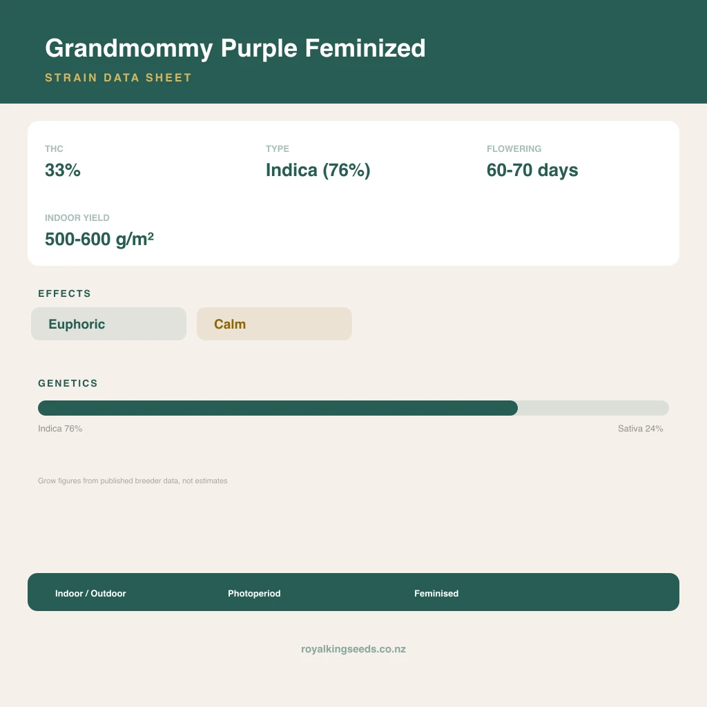 Grandmommy Purple 76% indica / 24% sativa flower with visible trichomes