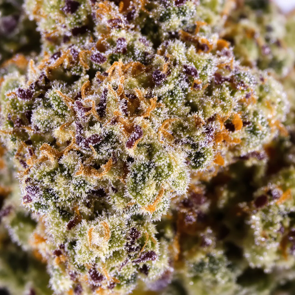 Grape Gelato cannabis bud close-up showing balanced bud structure with frosted trichomes