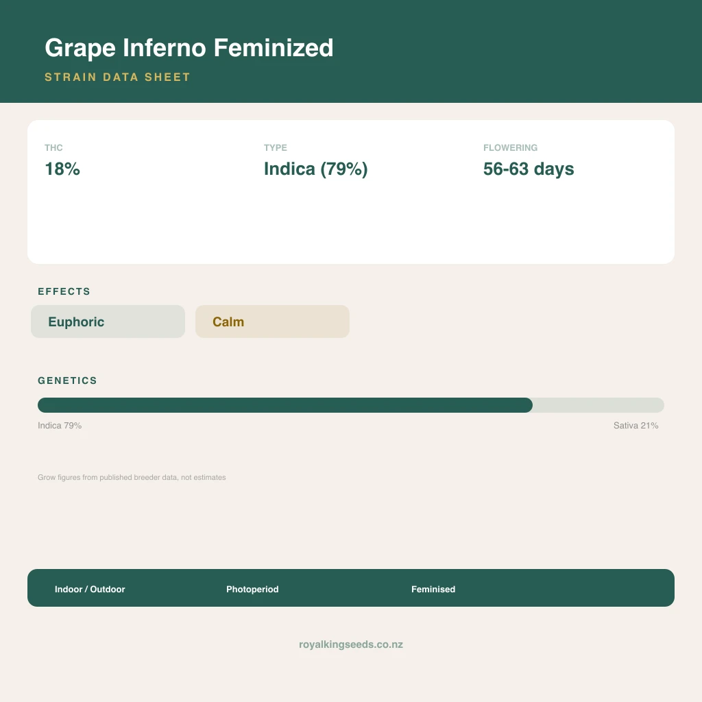 Grape Inferno 79% indica / 21% sativa flower with visible trichomes