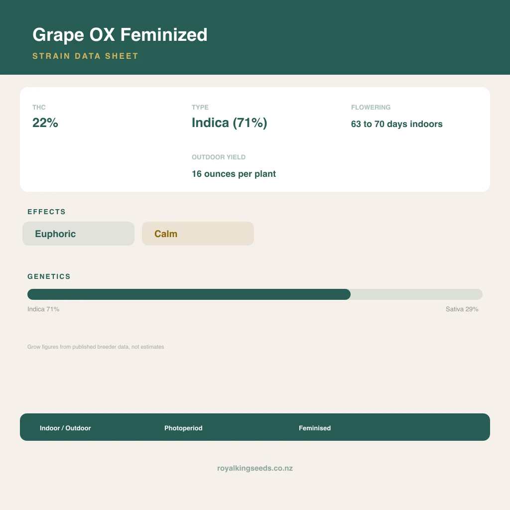 Grape OX 71% indica / 29% sativa flower with visible trichomes