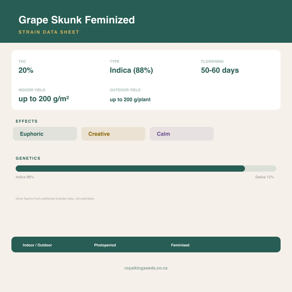 Grape Skunk 88% indica / 12% sativa flower with visible trichomes