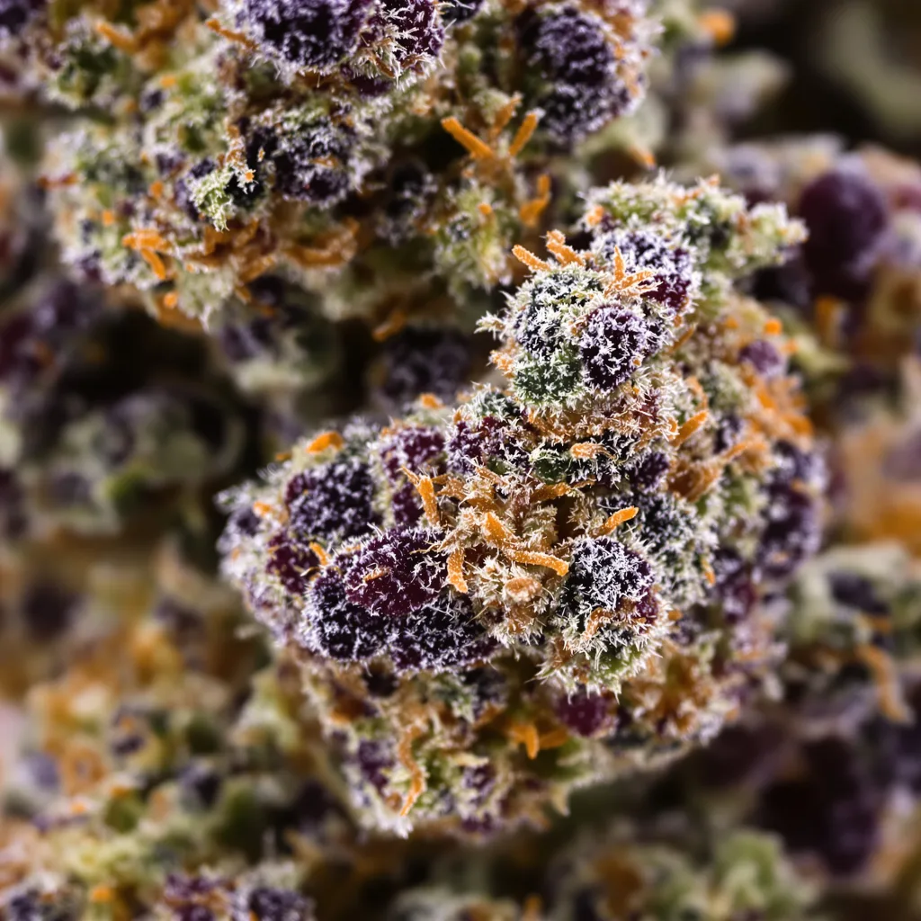 Grape Valley Kush cannabis bud close-up showing dense purple-tinged calyxes