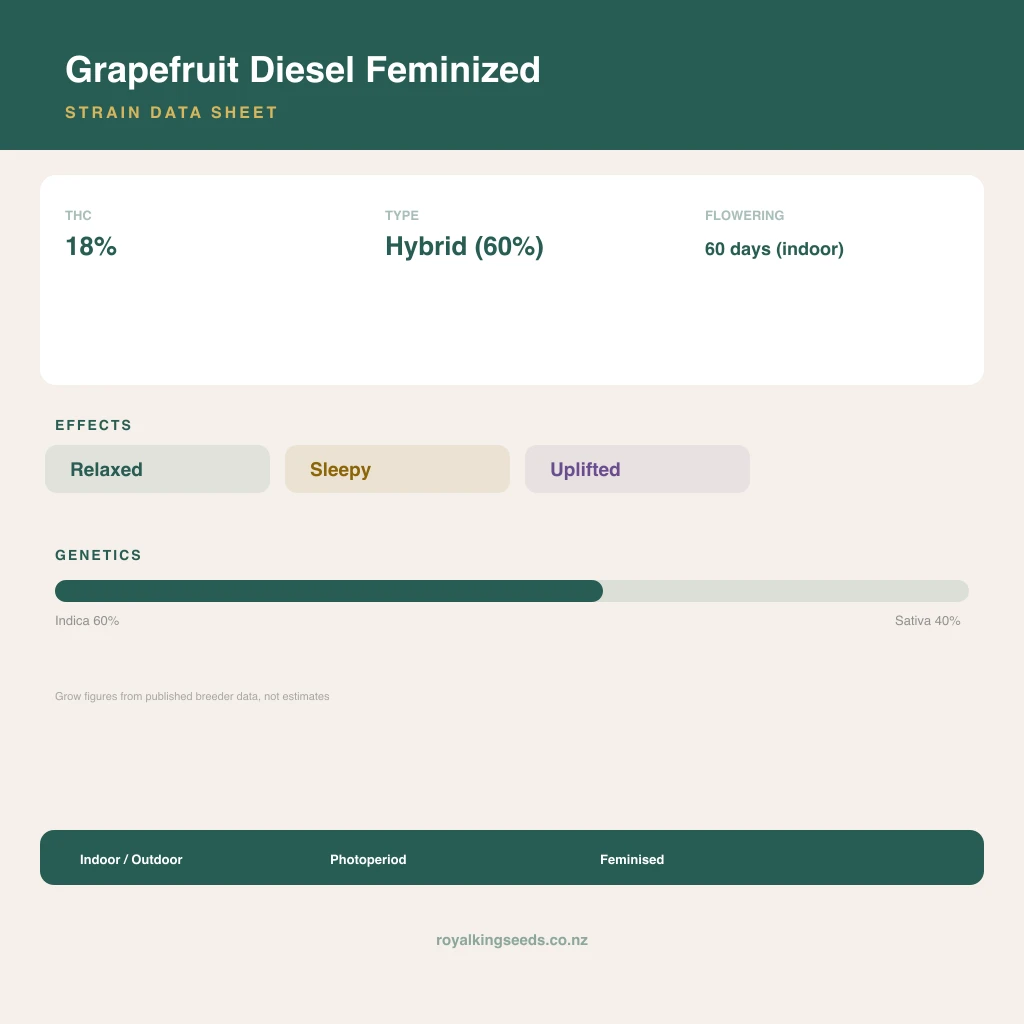 Grapefruit Diesel 60% indica / 40% sativa flower with visible trichomes