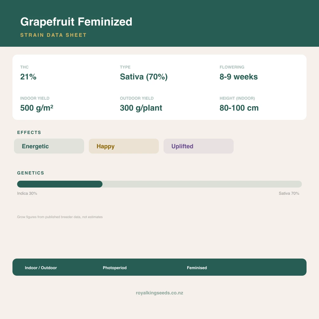 Grapefruit 30% indica / 70% sativa flower with visible trichomes