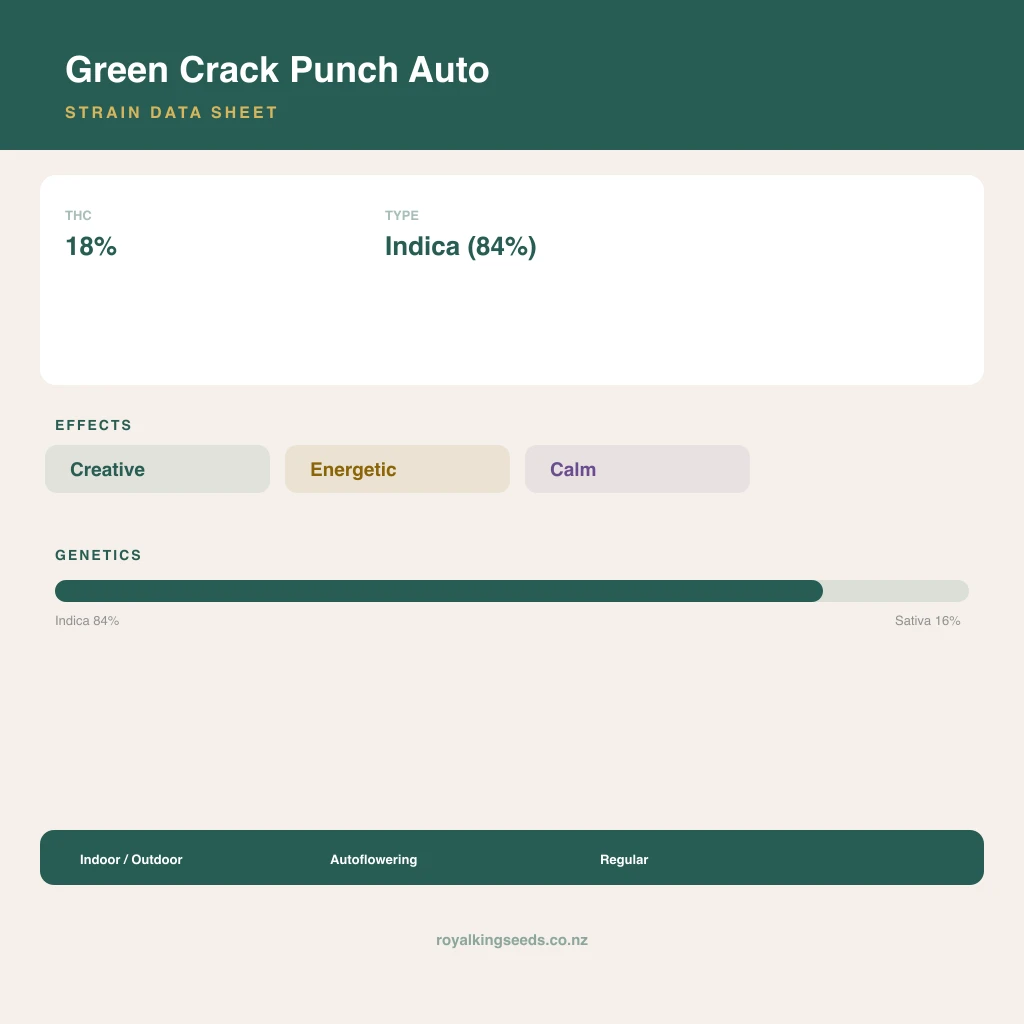 Green Crack Punch 84% indica / 16% sativa flower with visible trichomes