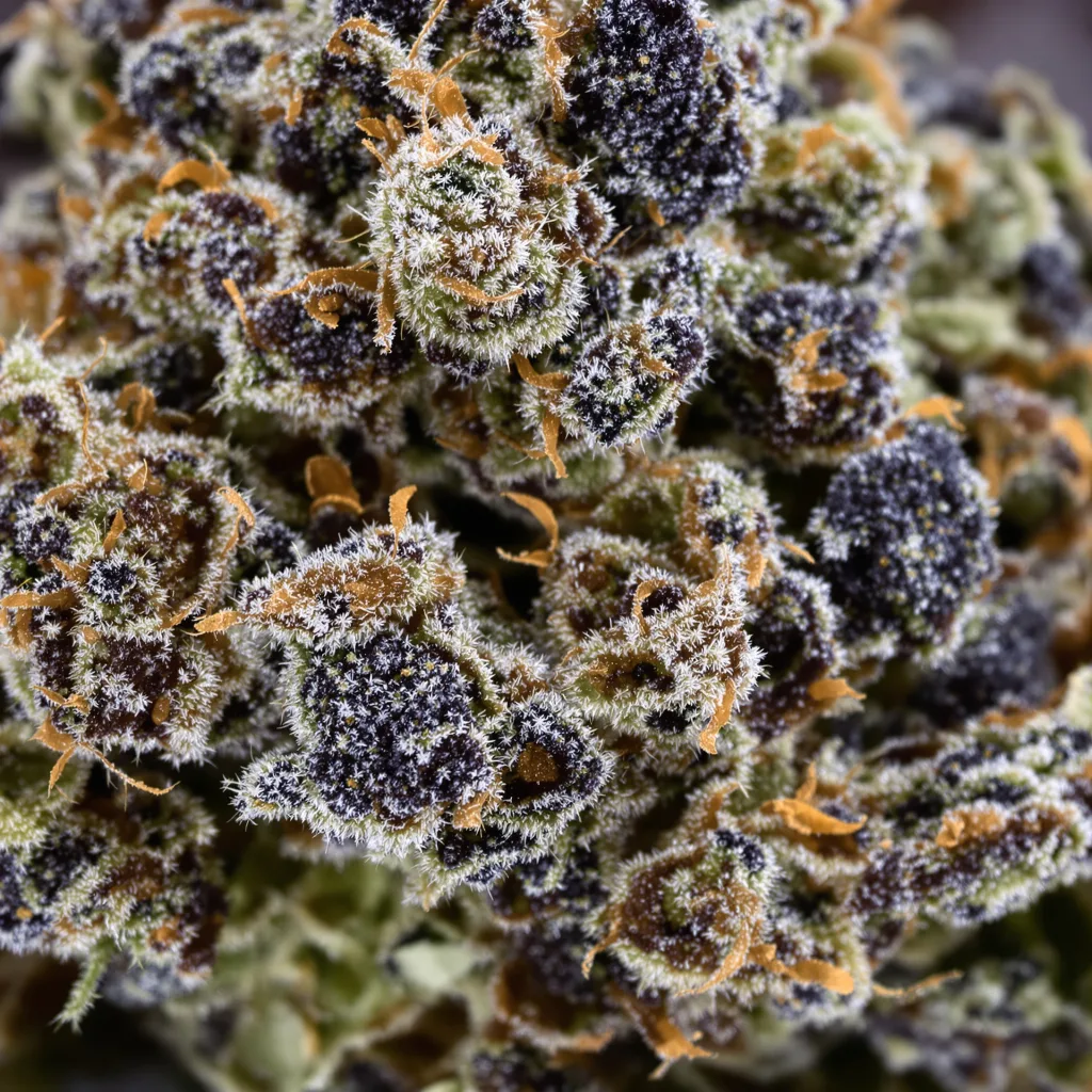 Green Crack Punch cannabis bud close-up showing dense purple-tinged calyxes