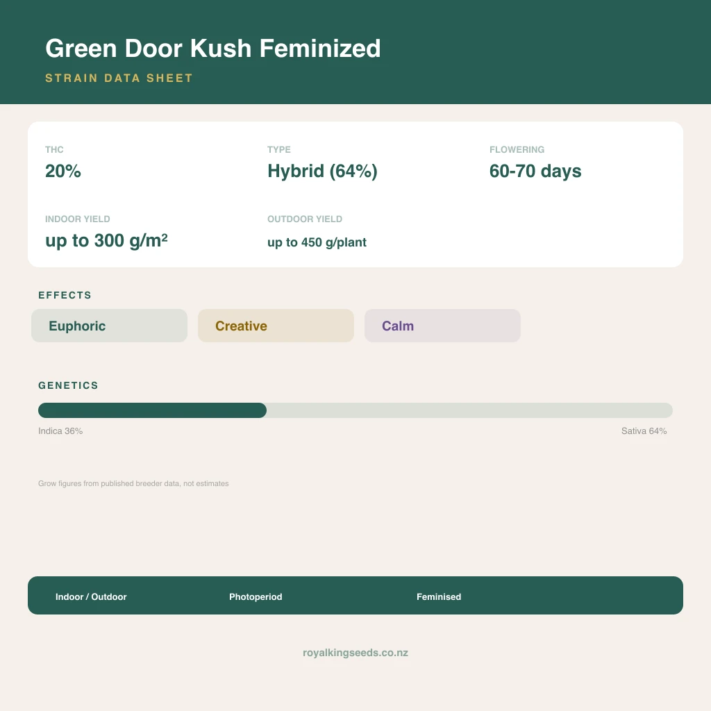 Green Door Kush 36% indica / 64% sativa flower with visible trichomes