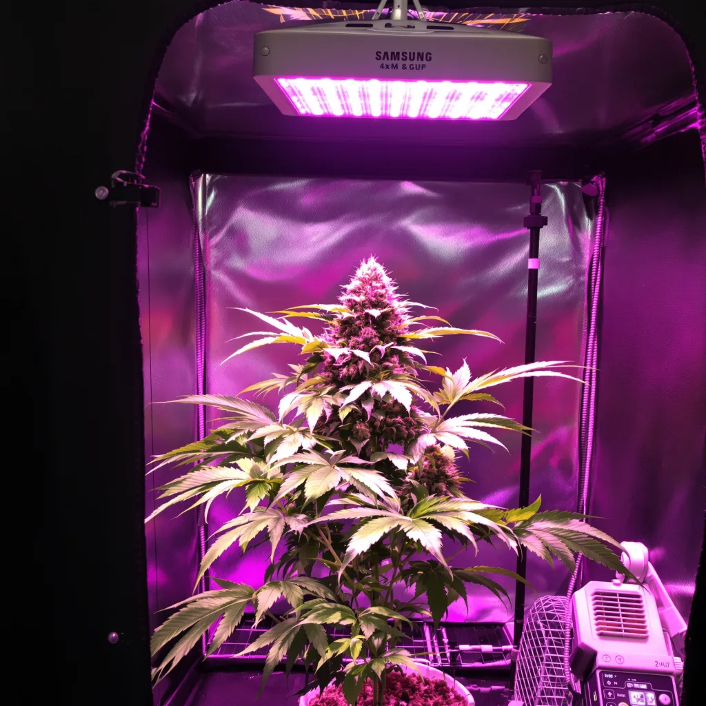 Green Goddess cannabis plant in flowering stage — 90-130 cm feminised