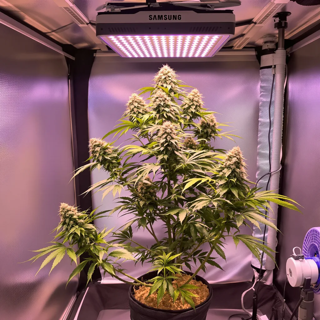 Green Line OG cannabis plant in flowering stage — 60-100 cm autoflower