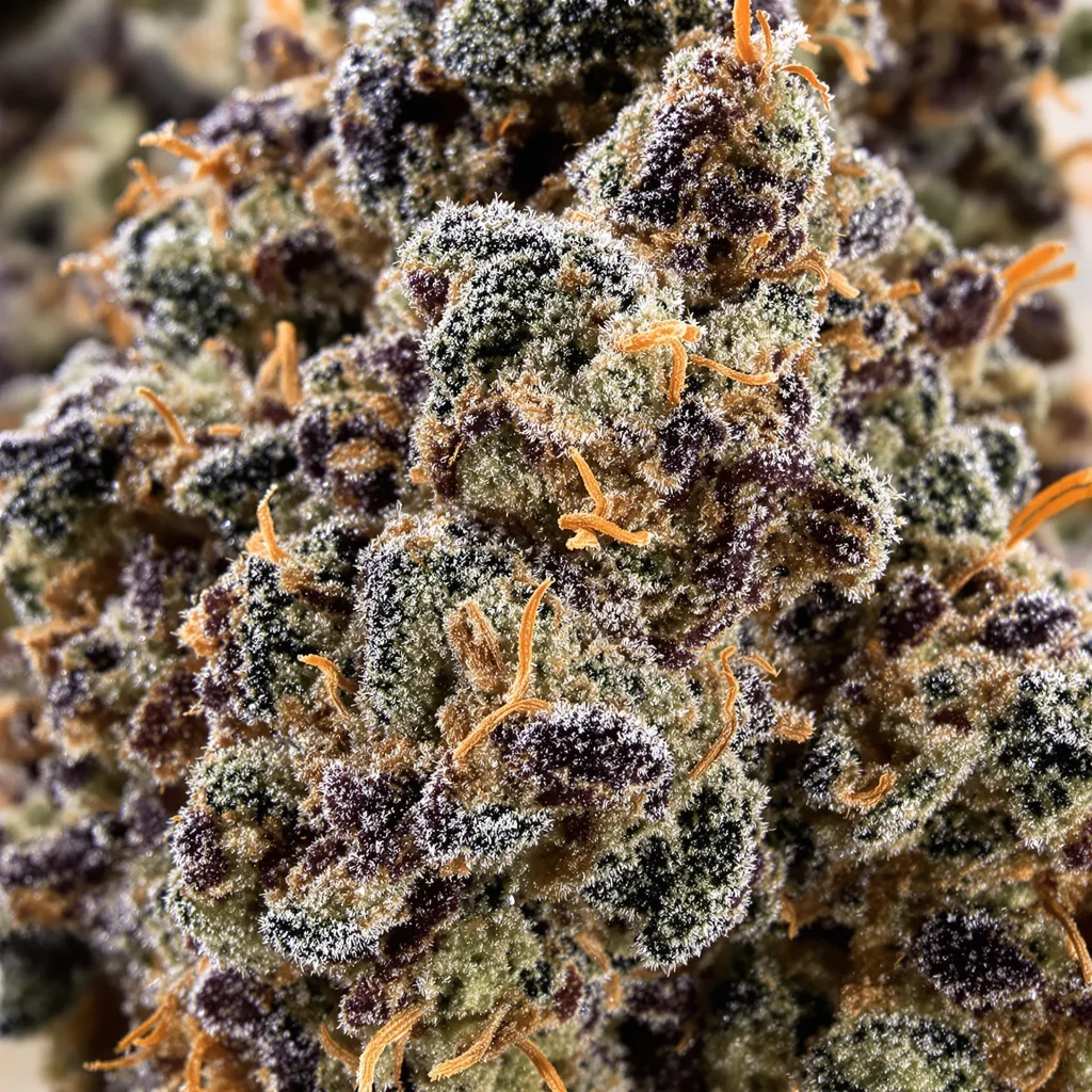 Green Love Potion cannabis bud close-up showing dense purple-tinged calyxes