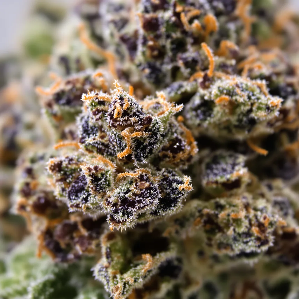 Green Ribbon cannabis bud close-up showing dense purple-tinged calyxes