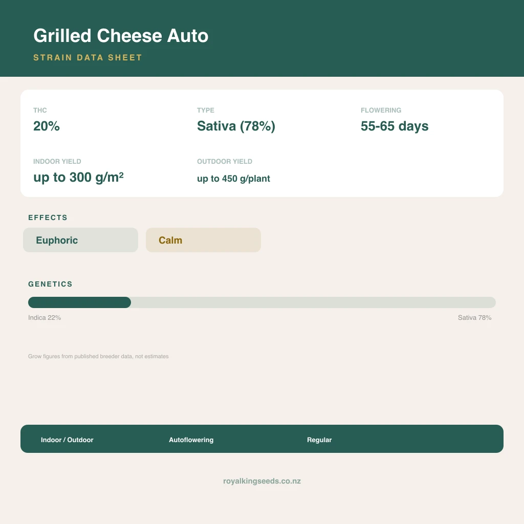 Grilled Cheese 22% indica / 78% sativa flower with visible trichomes