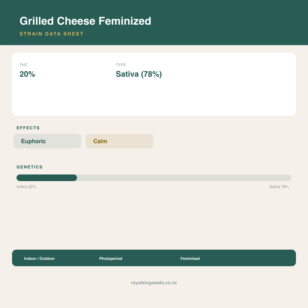 Grilled Cheese 22% indica / 78% sativa flower with visible trichomes