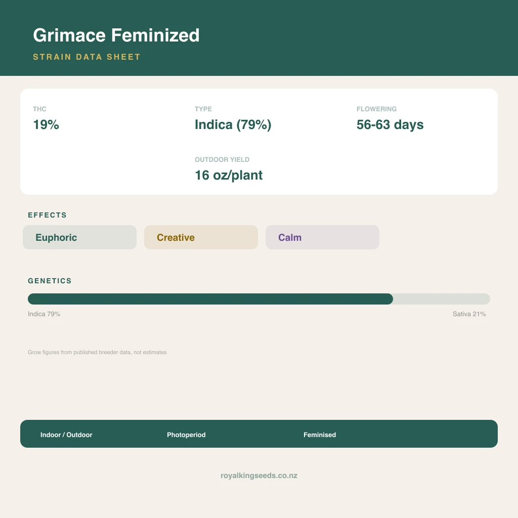 Grimace 79% indica / 21% sativa flower with visible trichomes