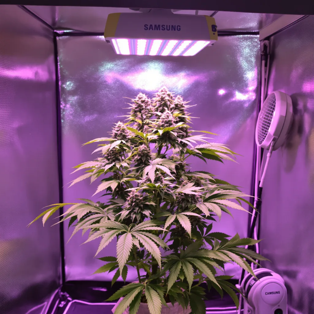 Guard Dawg cannabis plant in flowering stage — 90-130 cm feminised