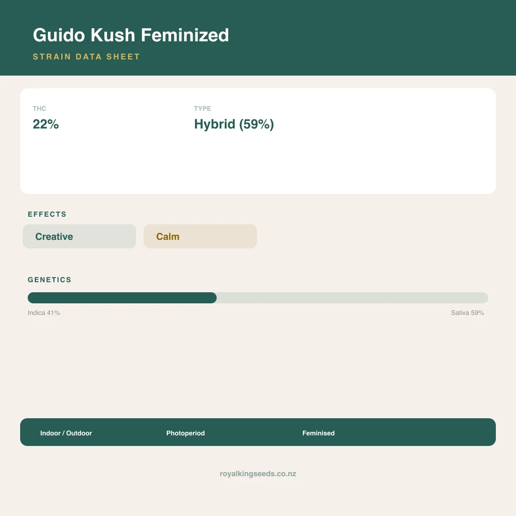 Guido Kush 41% indica / 59% sativa flower with visible trichomes