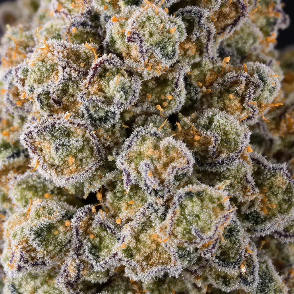 Guido Kush cannabis bud close-up showing balanced bud structure with frosted trichomes