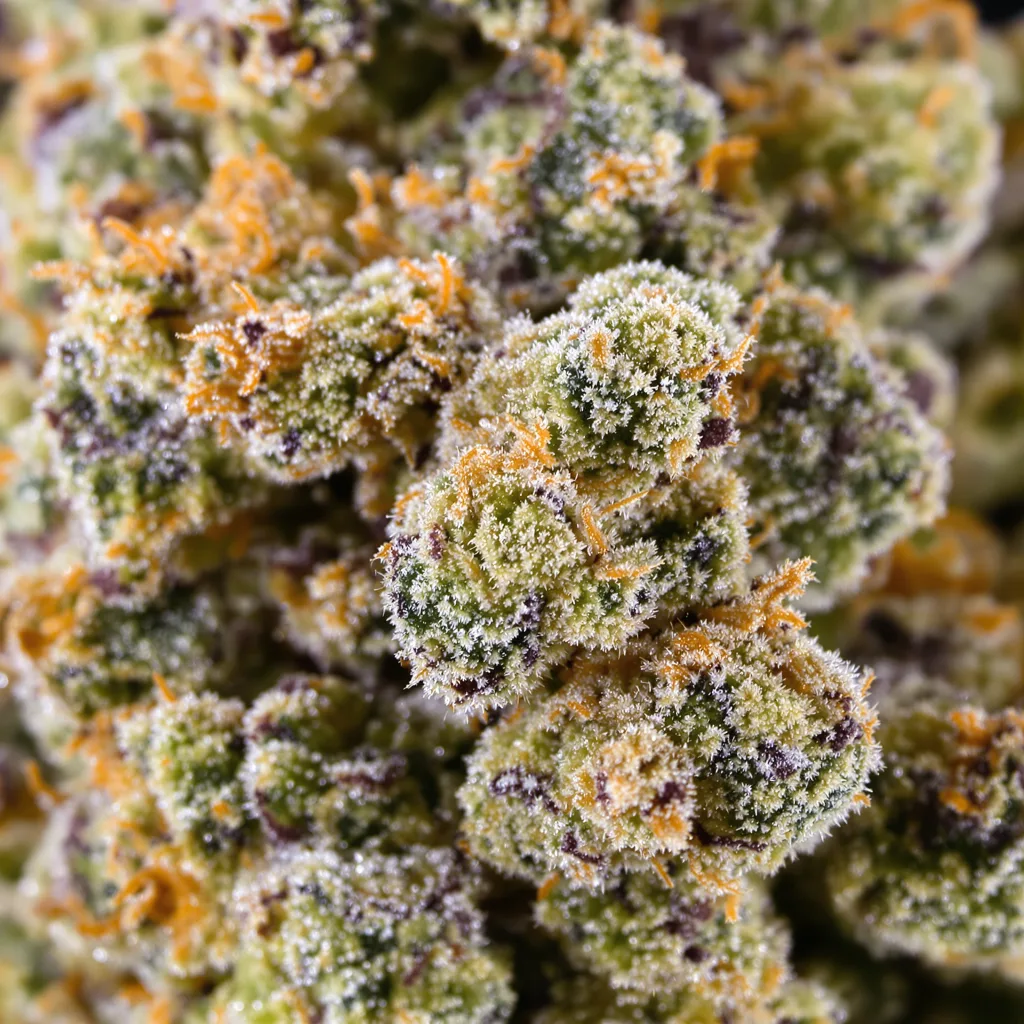 Gupta Kush cannabis bud close-up showing balanced bud structure with frosted trichomes