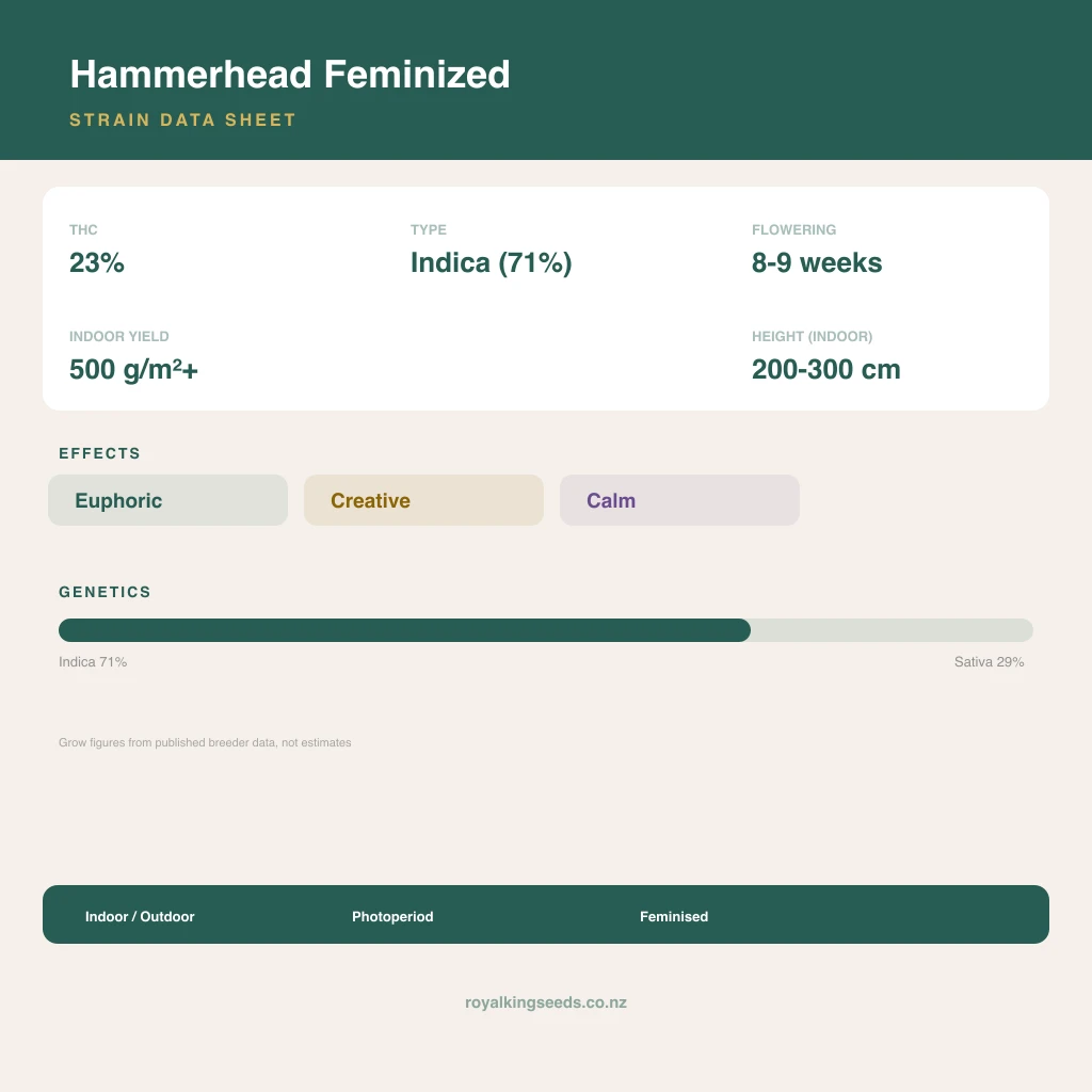 Hammerhead 71% indica / 29% sativa flower with visible trichomes