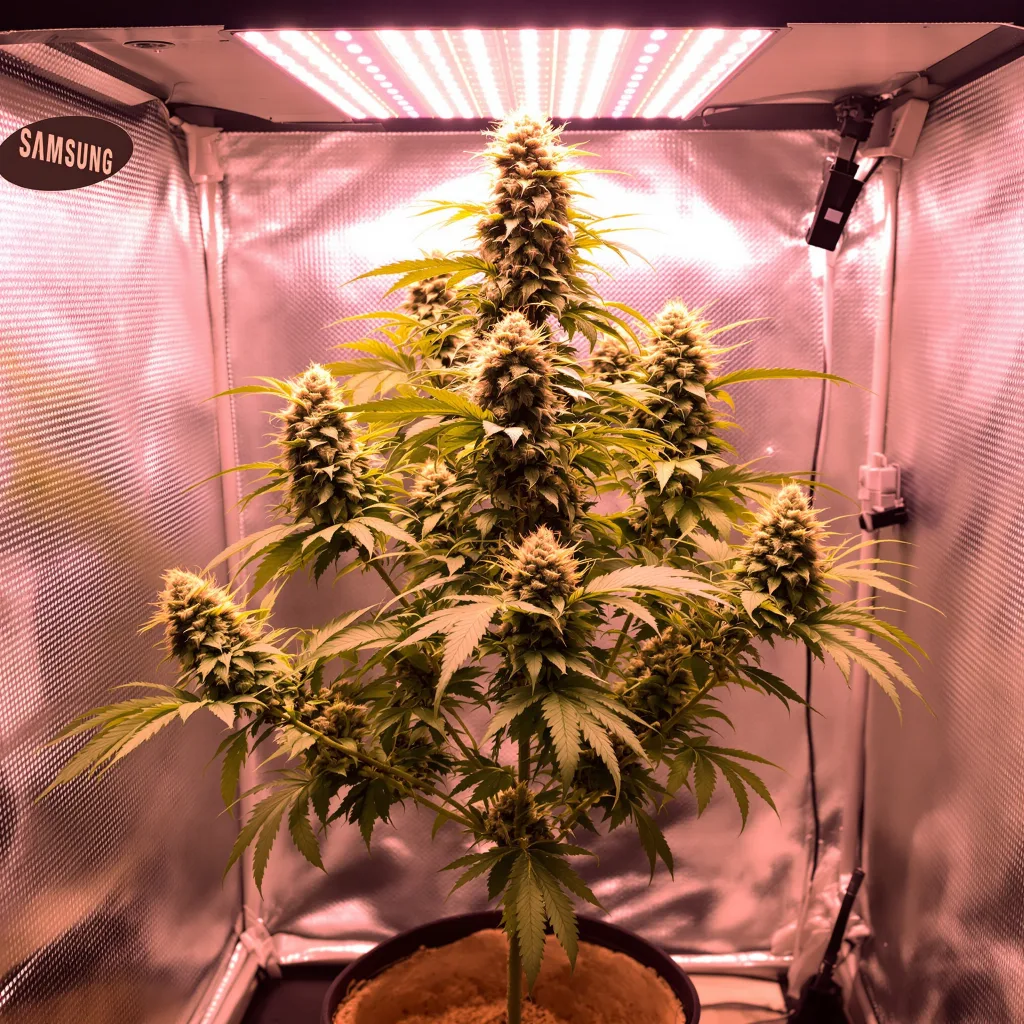 Harlequin CBD cannabis plant in flowering stage — 70-90 cm feminised