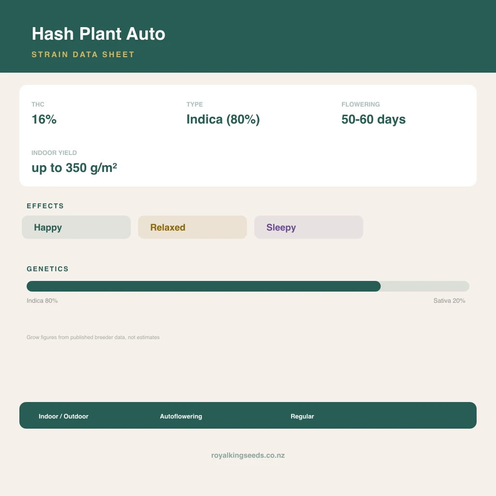 Hash Plant 80% indica / 20% sativa flower with visible trichomes