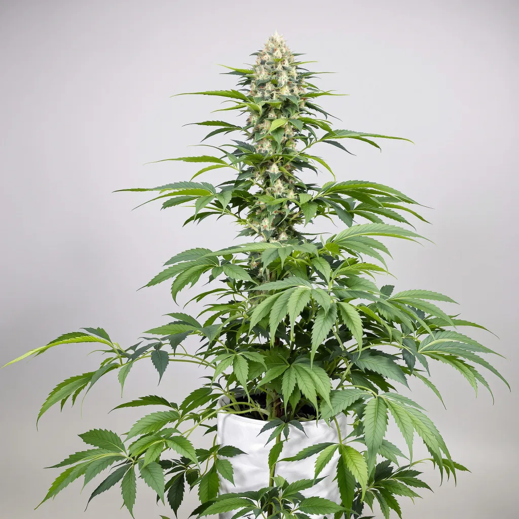 Hawaiian cannabis seeds packaging — Royal King Seeds New Zealand