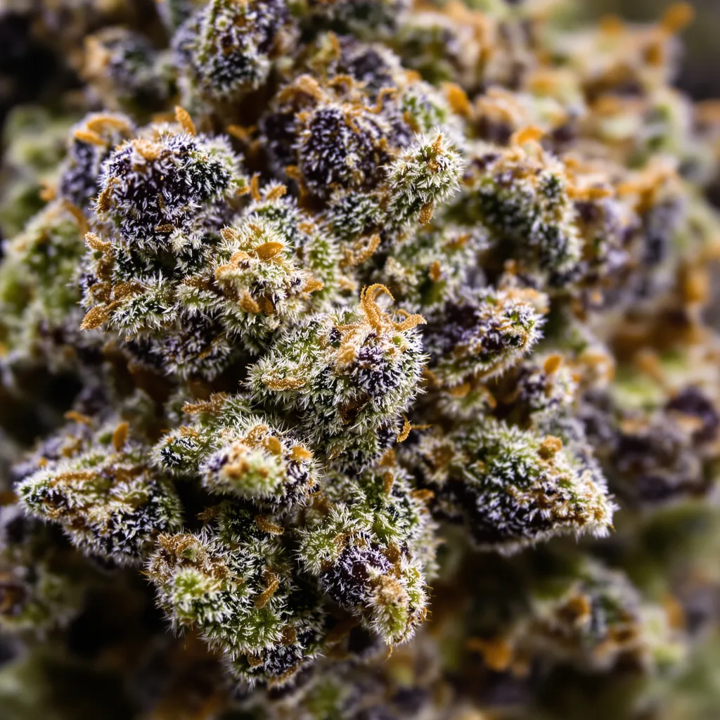 Hawaiian cannabis bud close-up showing dense purple-tinged calyxes