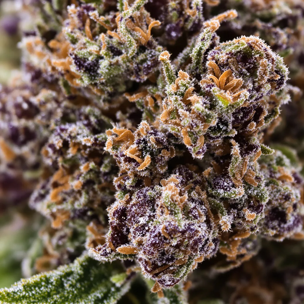 Hawaiian Purple Kush cannabis bud close-up showing dense purple-tinged calyxes