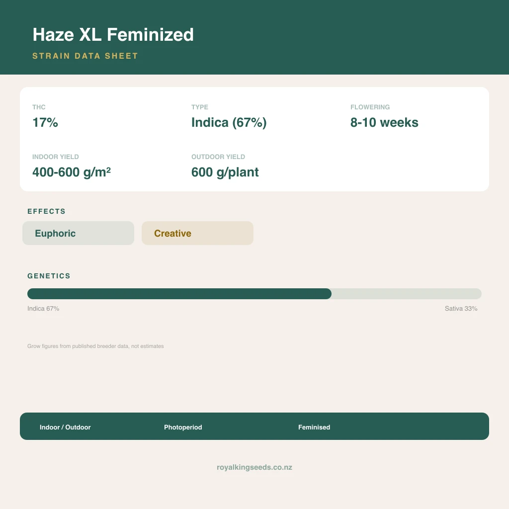 Haze XL 67% indica / 33% sativa flower with visible trichomes