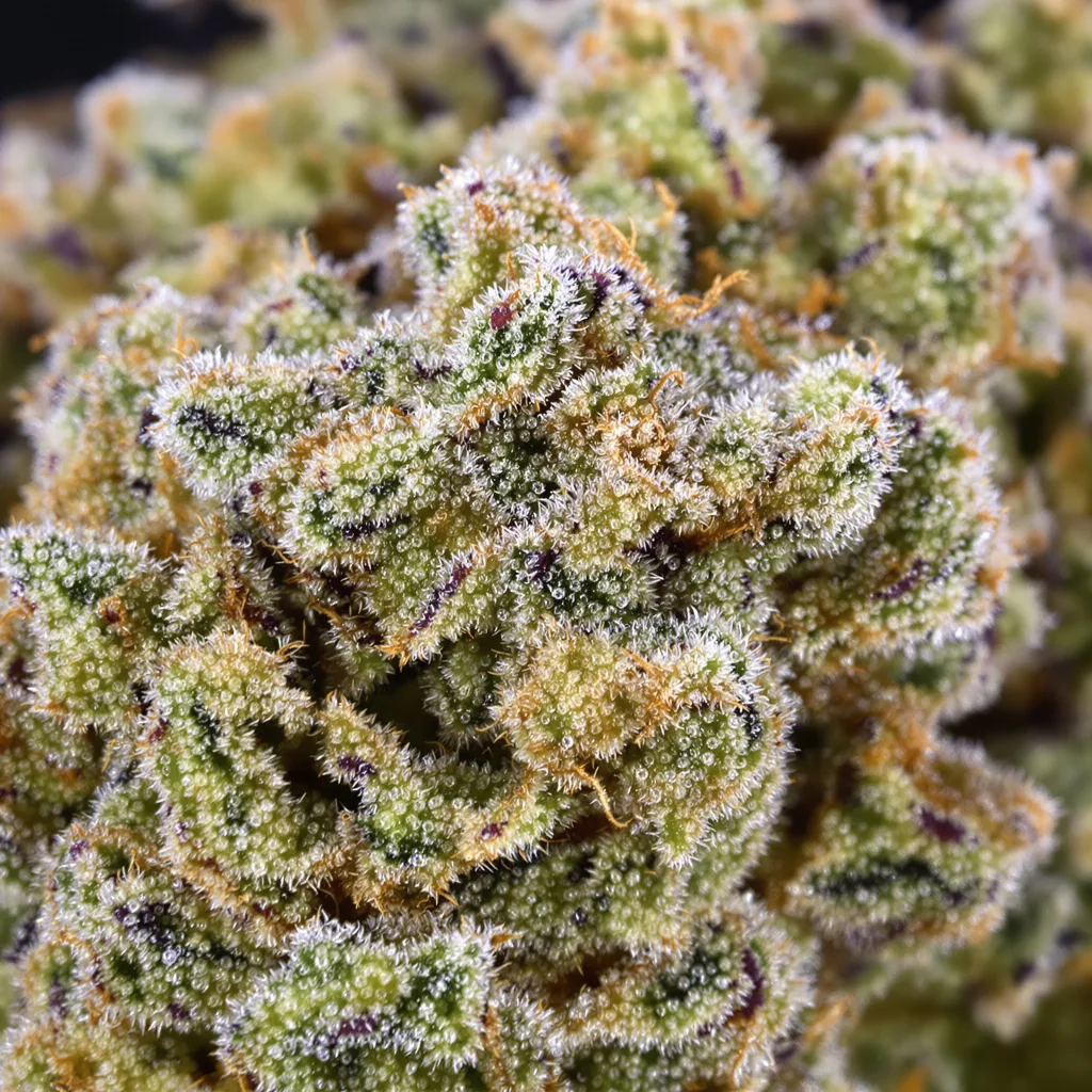 High Resin Pack cannabis bud close-up showing dense forest-green nugs