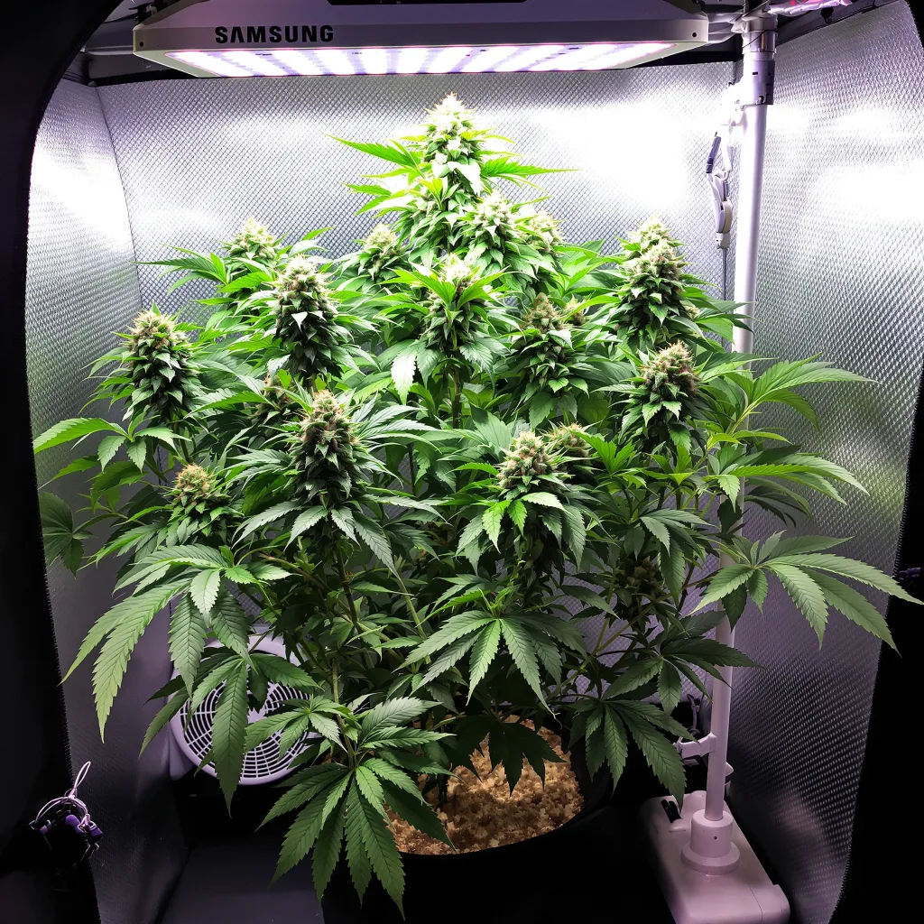 Hindu Skunk cannabis plant in flowering stage — 90-130 cm feminised