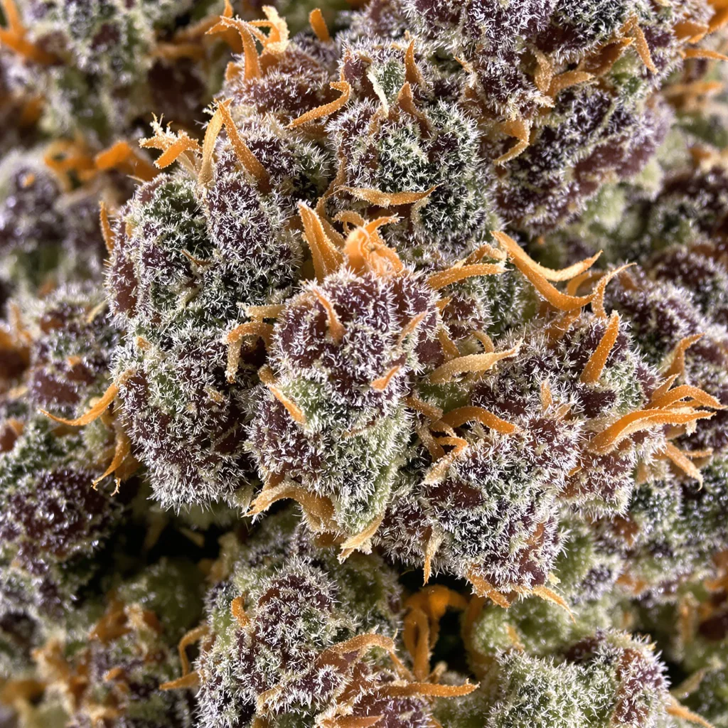 Hindu Skunk cannabis bud close-up showing dense purple-tinged calyxes