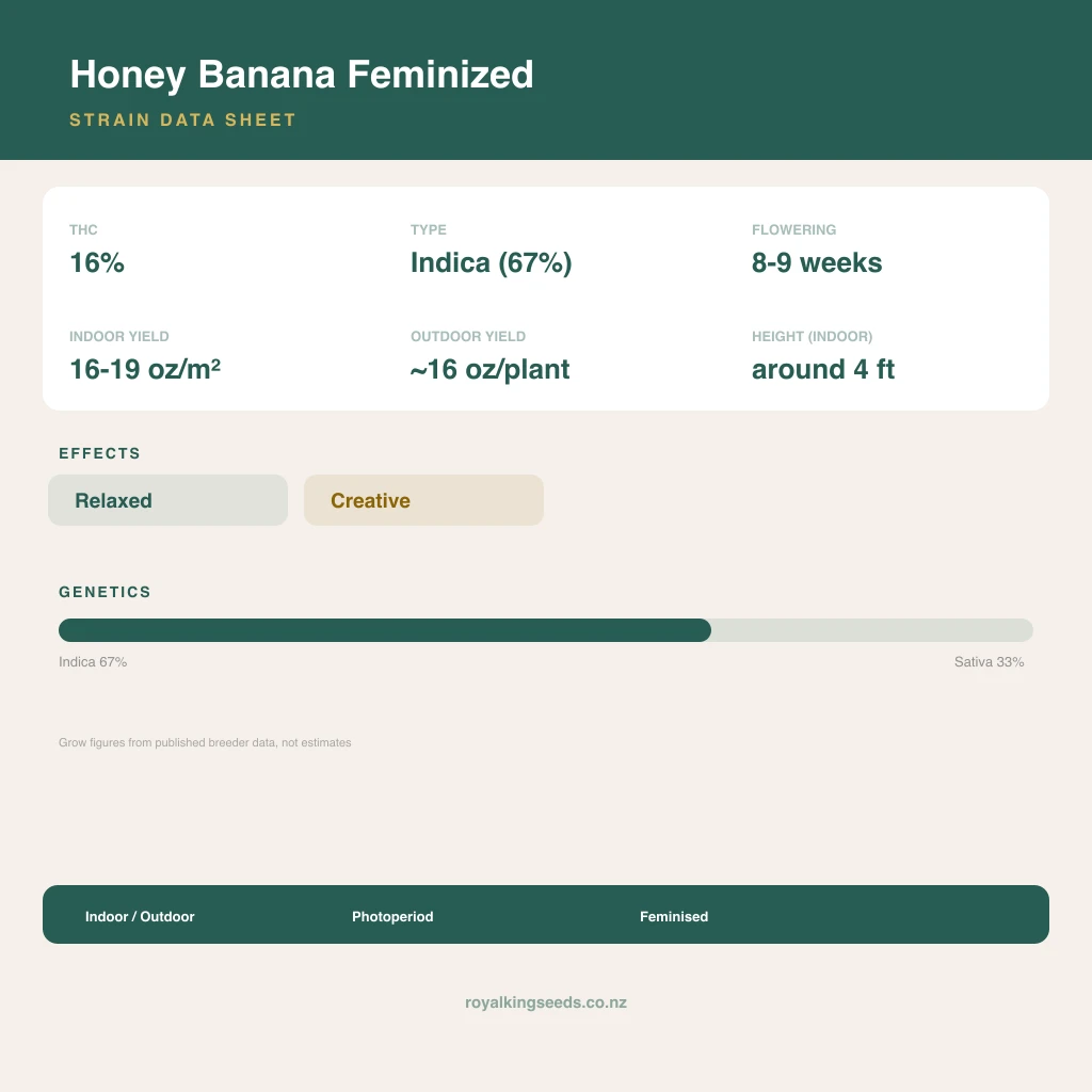 Honey Banana 67% indica / 33% sativa flower with visible trichomes