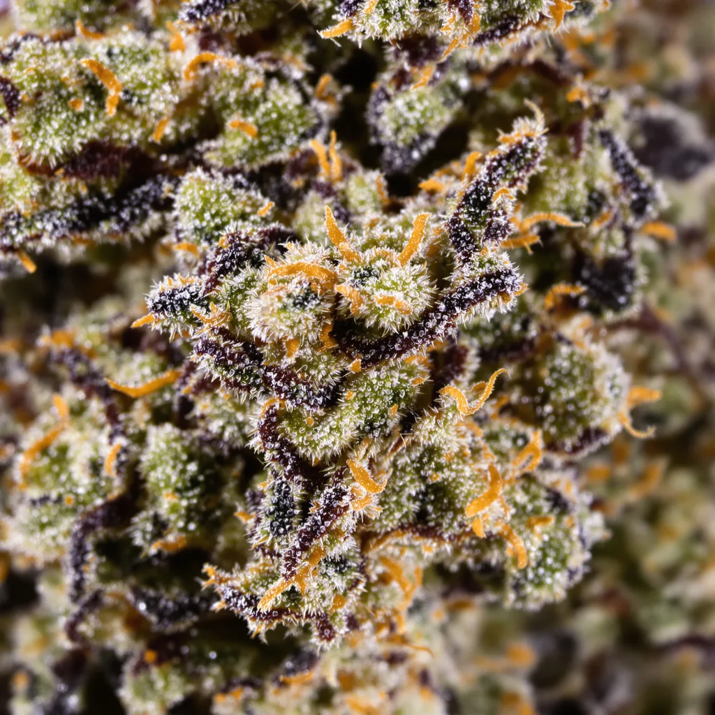 Honey Banana cannabis bud close-up showing dense purple-tinged calyxes