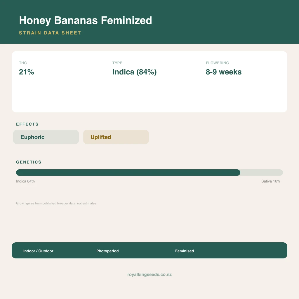 Honey Bananas 84% indica / 16% sativa flower with visible trichomes