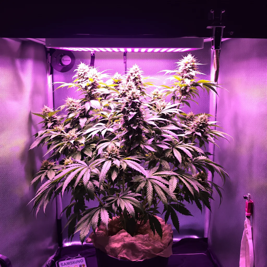 Humboldt Dream cannabis plant in flowering stage — 90-130 cm feminised