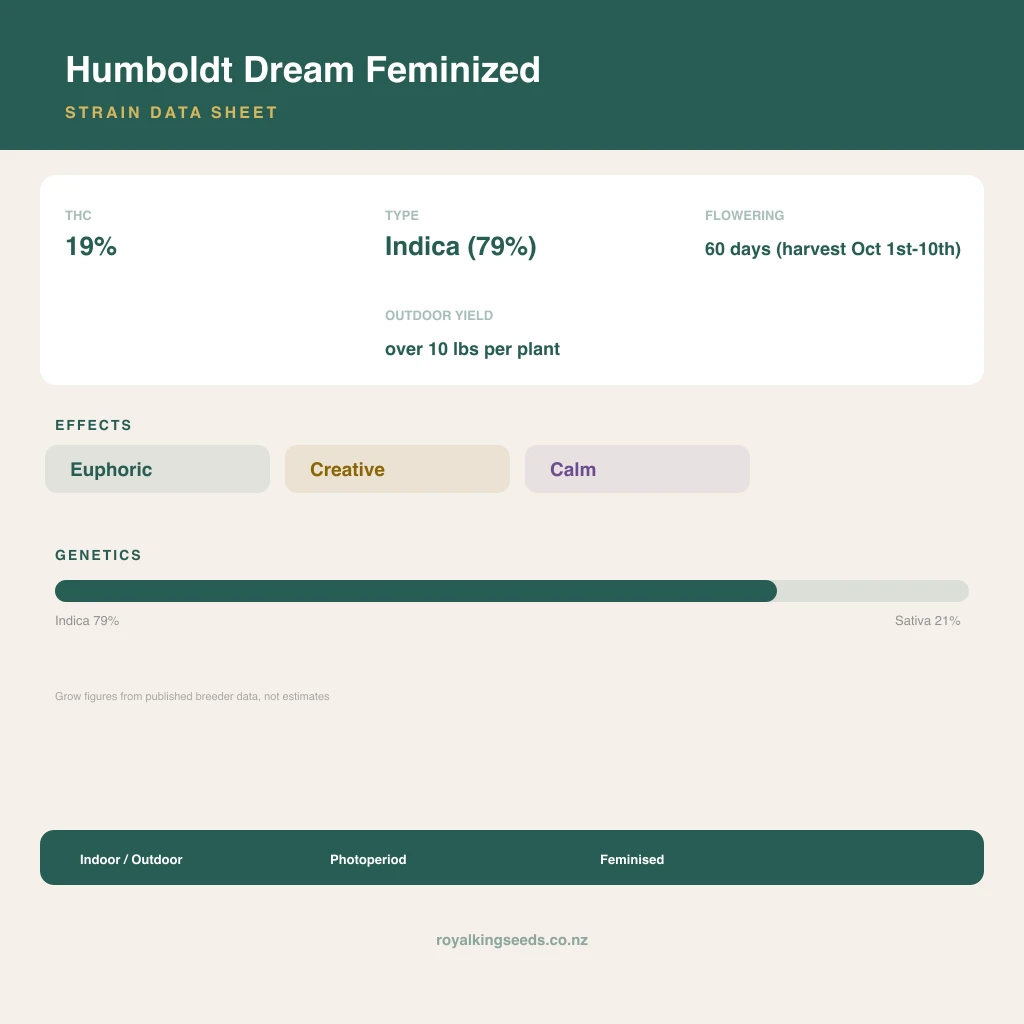 Humboldt Dream 79% indica / 21% sativa flower with visible trichomes