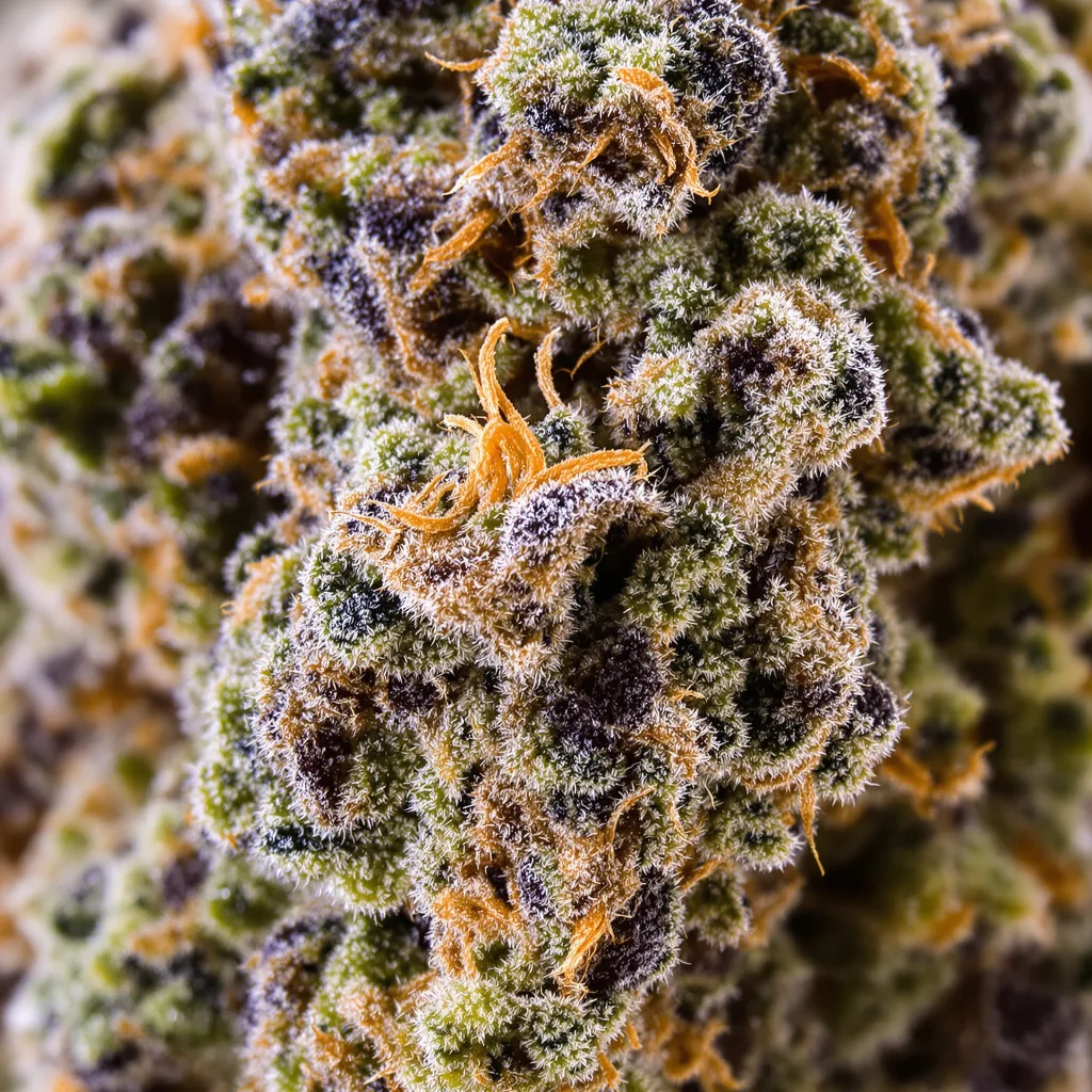 Humboldt Dream cannabis bud close-up showing dense purple-tinged calyxes