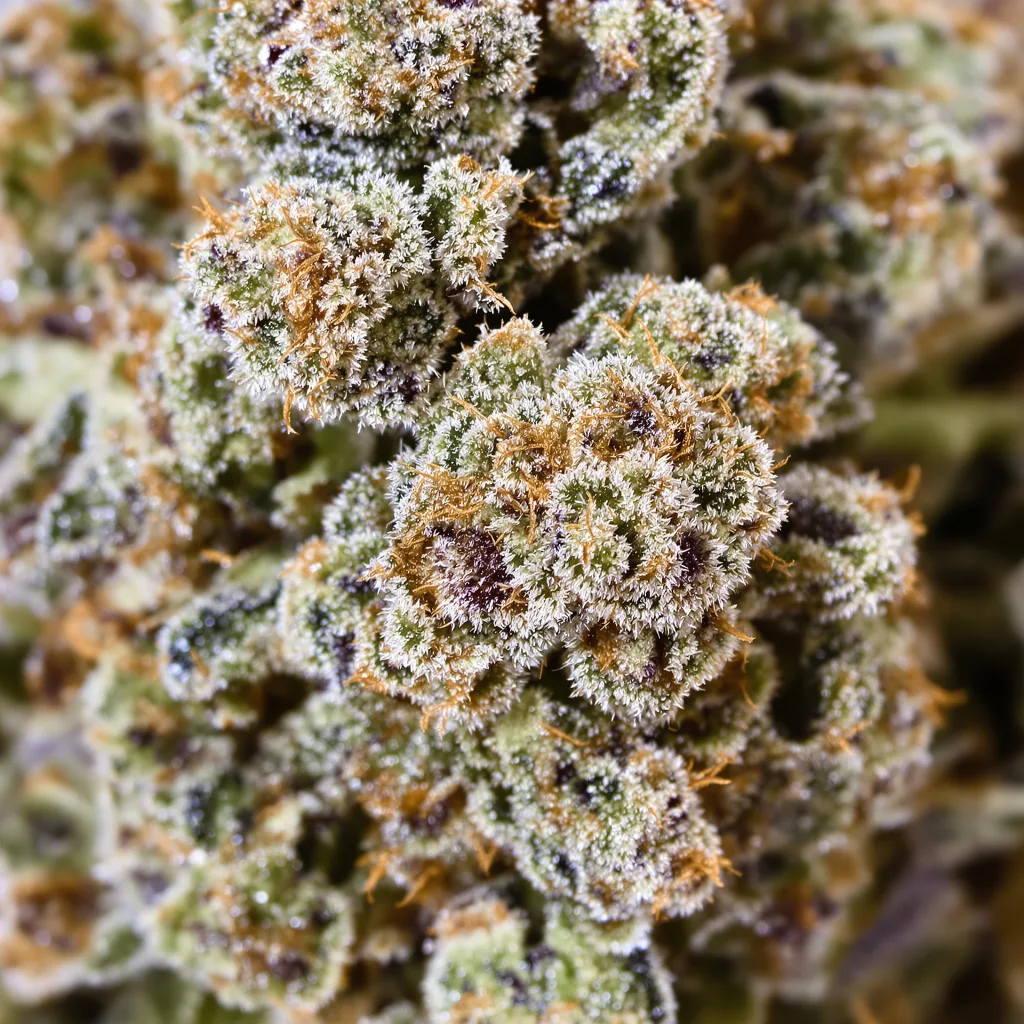 Ice Cream cannabis bud close-up showing dense forest-green nugs