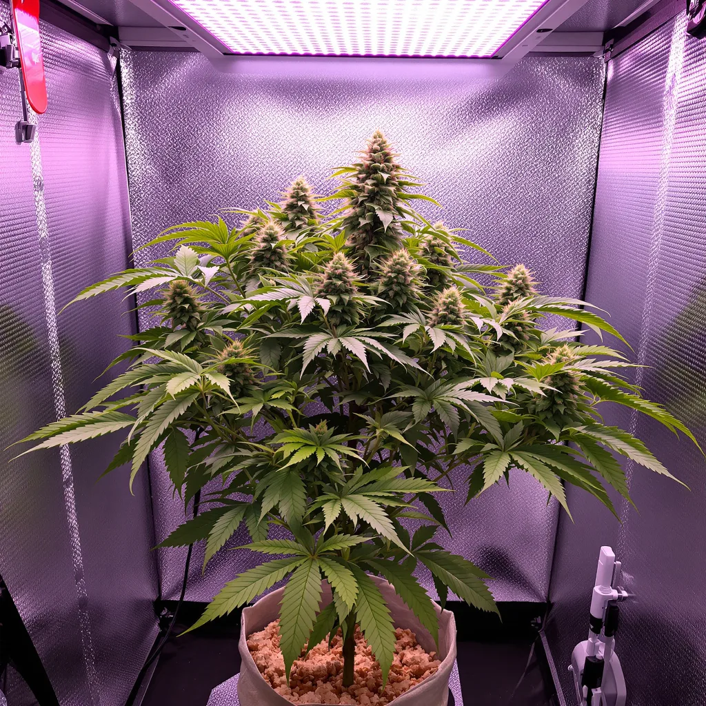 Illuminati cannabis plant in flowering stage — 152-244 cm feminised