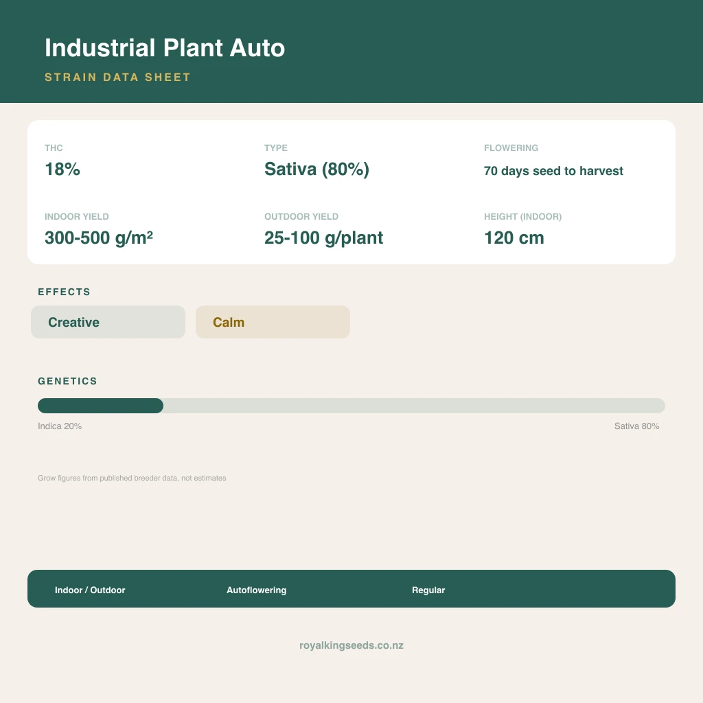 Industrial Plant 20% indica / 80% sativa flower with visible trichomes