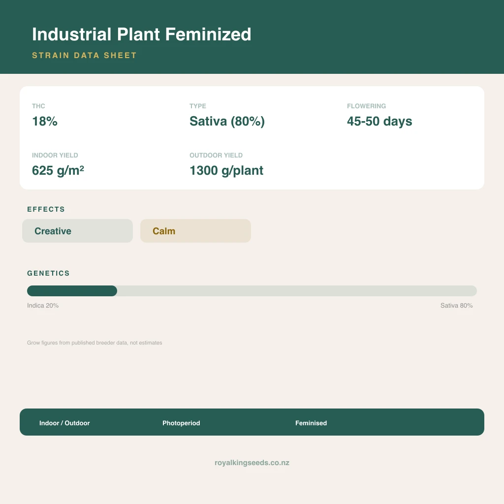 Industrial Plant 20% indica / 80% sativa flower with visible trichomes