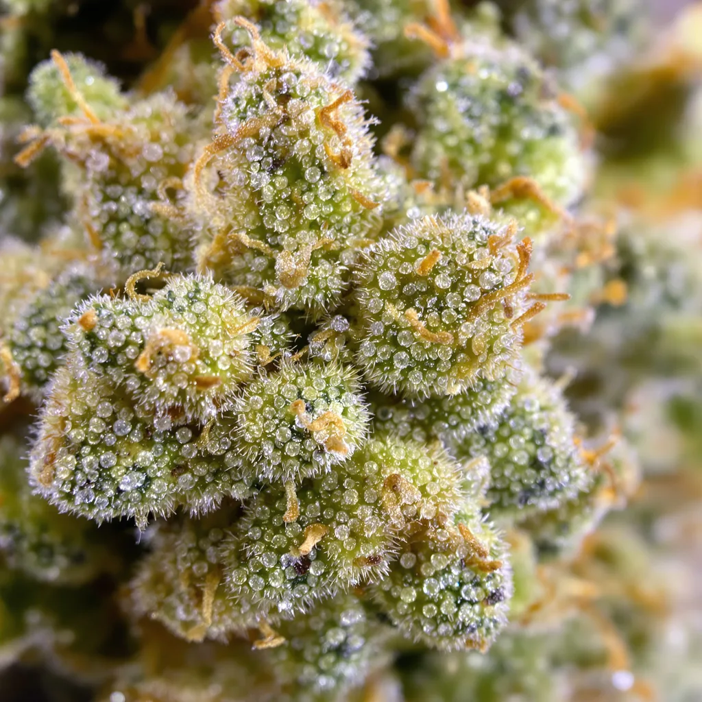 Island Sweet Skunk cannabis bud close-up showing lime-green airy structure