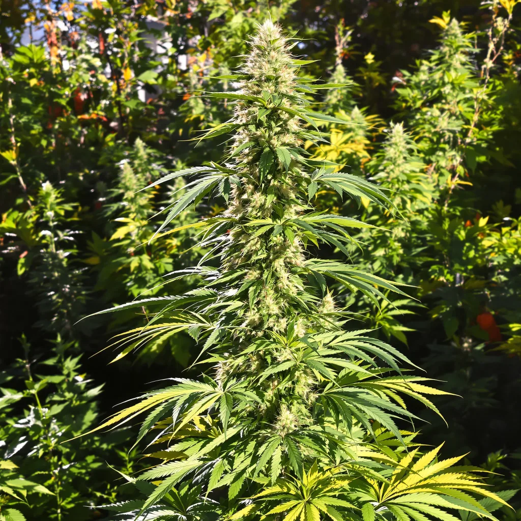 Island Sweet Skunk 25% indica / 75% sativa flower with visible trichomes